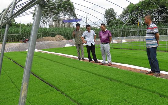 象州县加强晚稻工厂化育秧技术指导 - 科技推广 - 广西来宾市农业机械