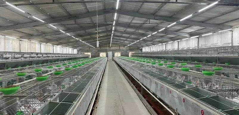 我市规模最大的工厂化养兔_养殖_襄阳市_技术推广