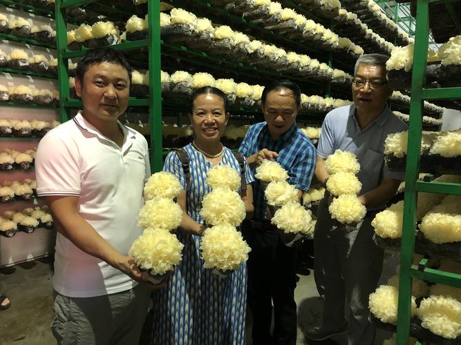自治区农业技术推广站到崇左市开展食用菌工厂化生产调研